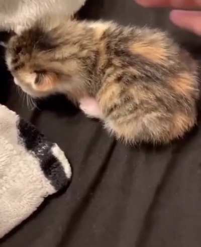 Miau