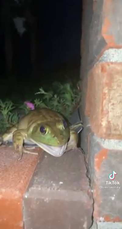 FROGAAAAAAAAAA