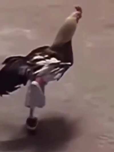 Dripping Cock