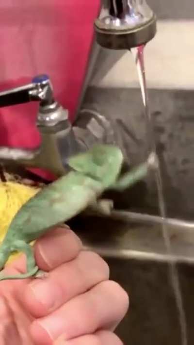Noooo the poor frog