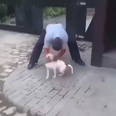A man's best friend