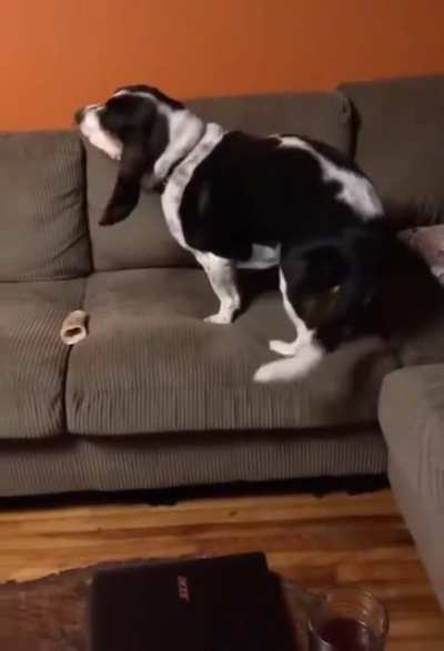 Doggo ready for dinner and a movie.
