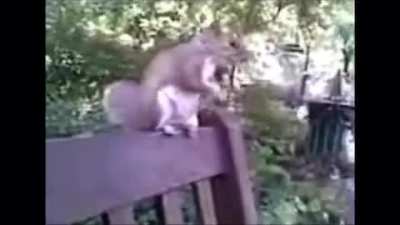 Drained squirrel