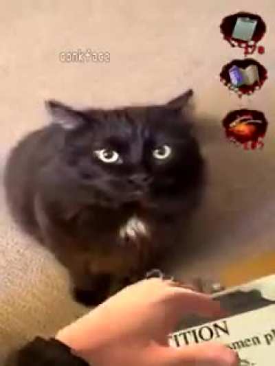 funny cat?