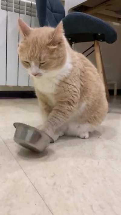 Clever cat plays with food bowl to ask for dinner