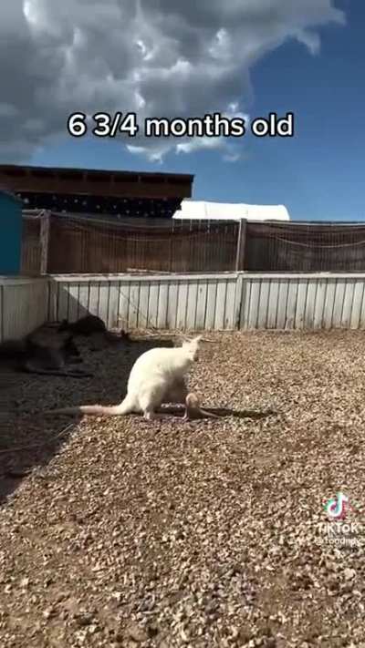 Snowflake's baby