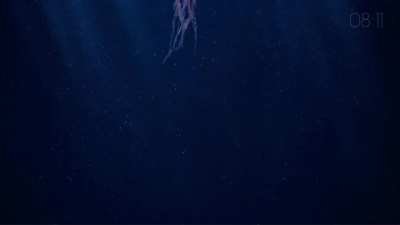 Relaxing Jellyfish