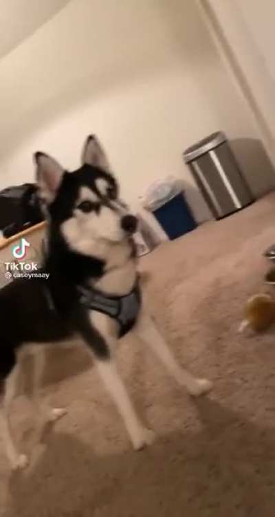 Can we get an awoo?