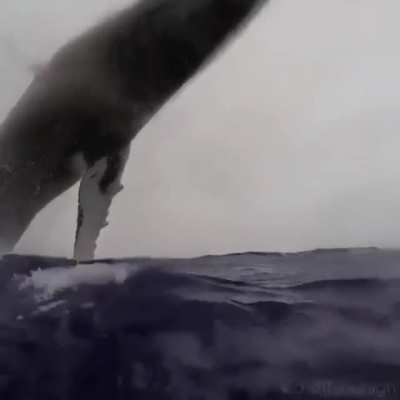 🔥 She&rsquo;s a breacher! (Whale)
