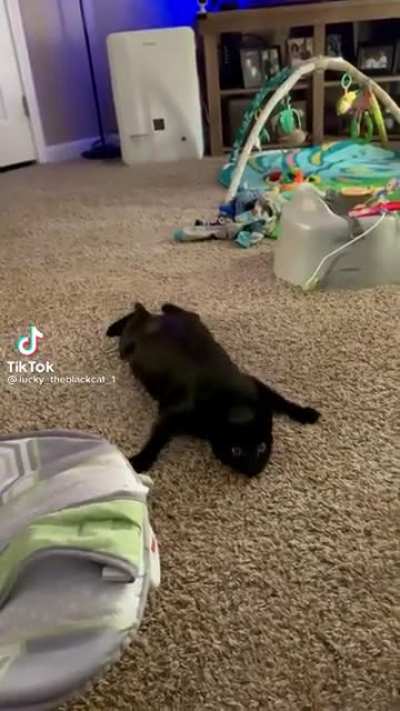 Кошачий спецназ