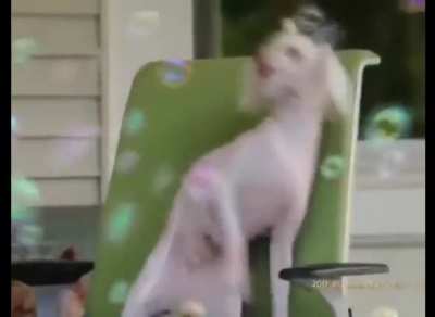 El baile del perrito