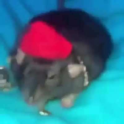 blursed_BiggieCheese