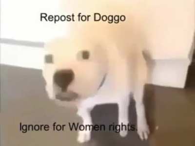 Hehe doggo funny epic pog moment