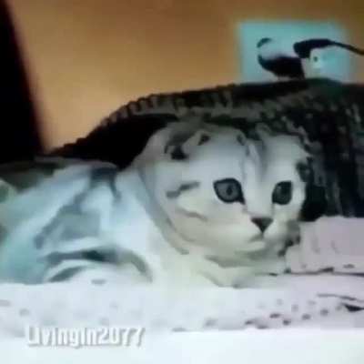 Blursed_meow_meow