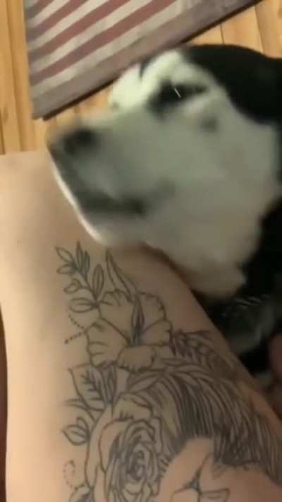 Doggo says "no"