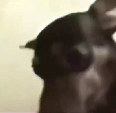 Fofo