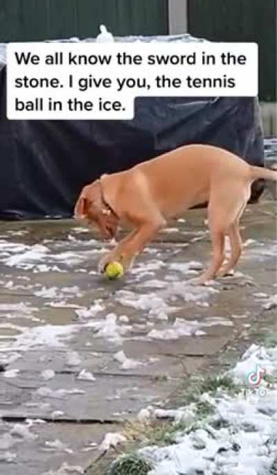 Tennis ball in the ice