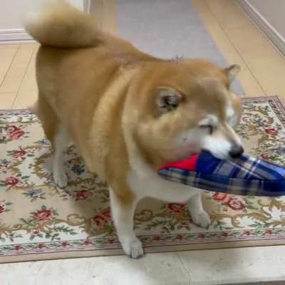 Es mi primera publicaci&oacute;n y no supe que poner as&iacute; que puse a un perro gordito