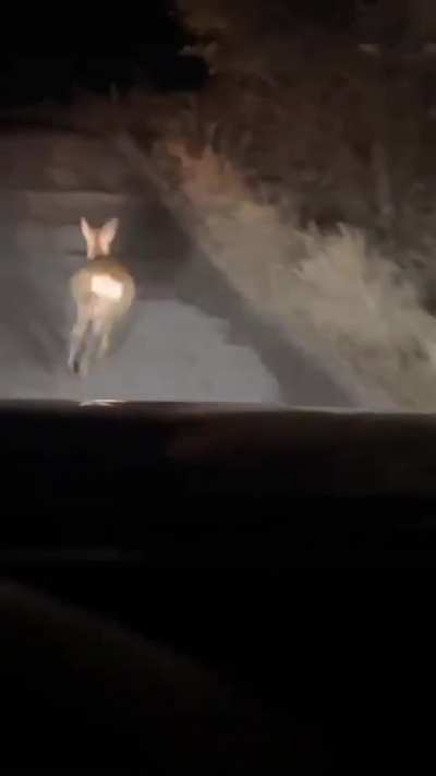 Kurva rudolf követ 😡