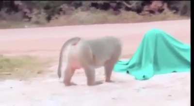 Curious monkey