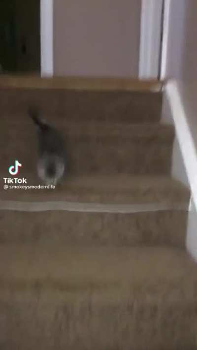 &ordf;