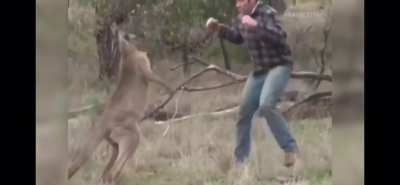 That fucking roo deserved it