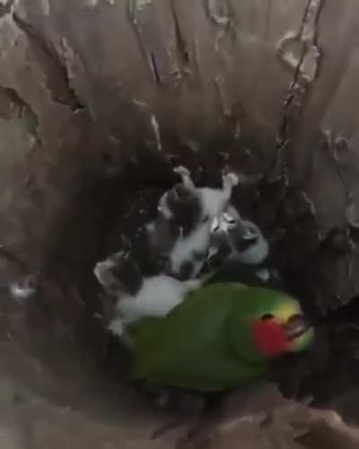 Miaaaaau