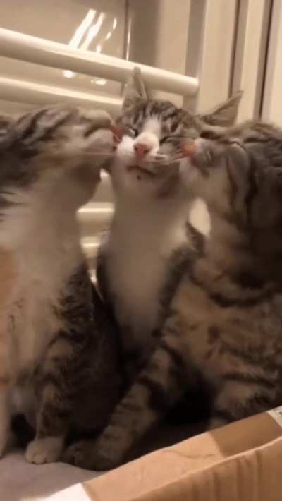 M&eacute;nage &agrave; kitten
