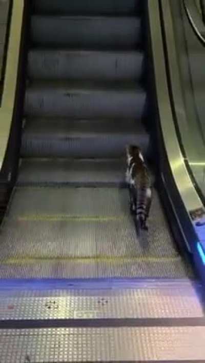 Cats are smart they said 😃