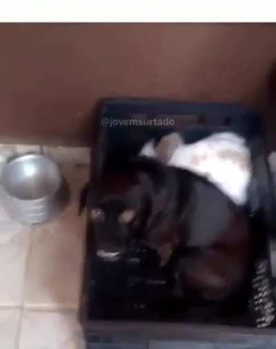 Mac&atilde;onha