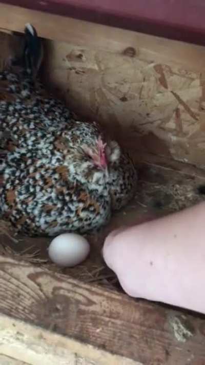 Uncle Fleur really likes her golf balls
