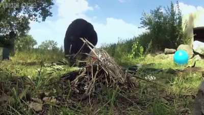 🔥 Kanzi the bonobo has learnt how to build a fire, light it using matches and toast marshmallows