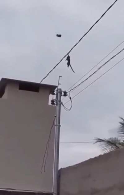 Macaco