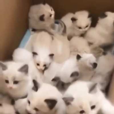 Много Котиков