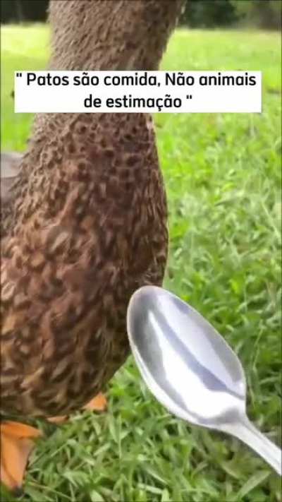 🦆= 🍗 ?