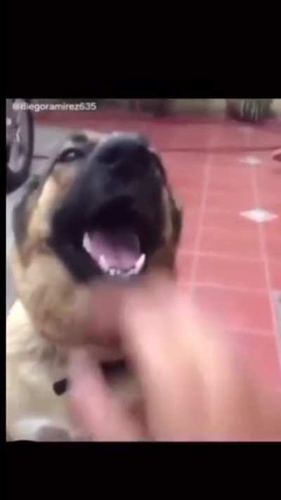 Funny video
