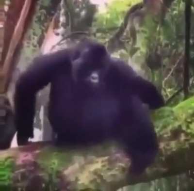 un video de un changuito que lo saque de otro subreddit