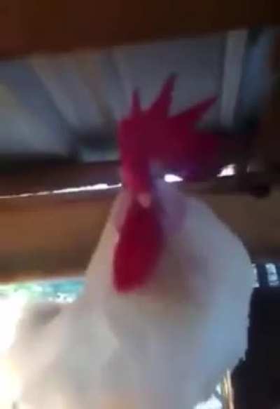 Sleeping rooster gets woken up