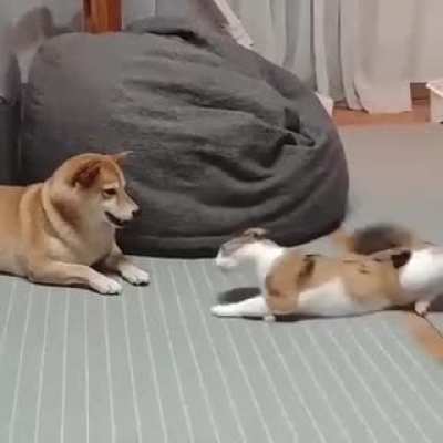 Wish I could do that--the dog, probably
