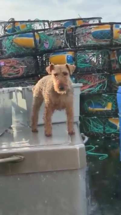 The rare 'actual sea dog' and his sealegs.