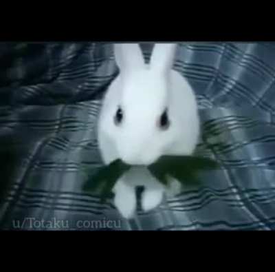 Carai