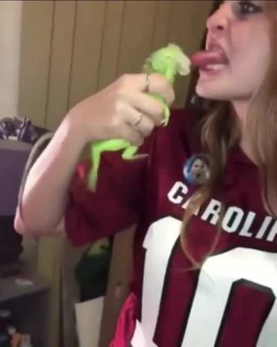 Provoking a iguana