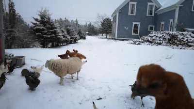 Why walk in snow when you can hitch a ride?