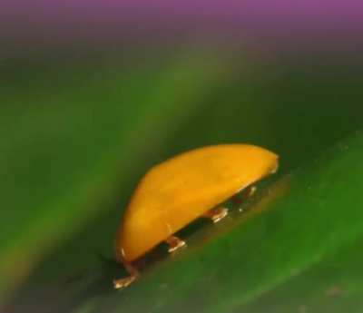 what species of beetle is this?