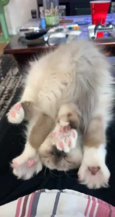 This is Zuko