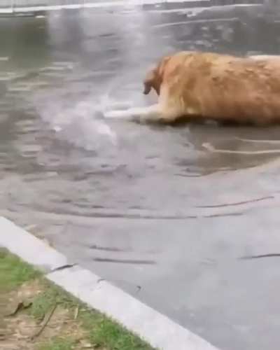 What kind of fish is this?