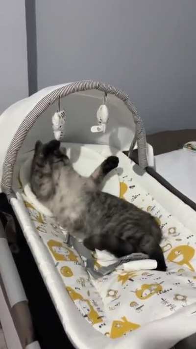 &ldquo;I&rsquo;m da baby now.&rdquo; - Cat (probably)