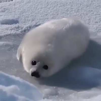 The seal has spoken