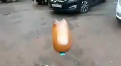 Dog gose boom