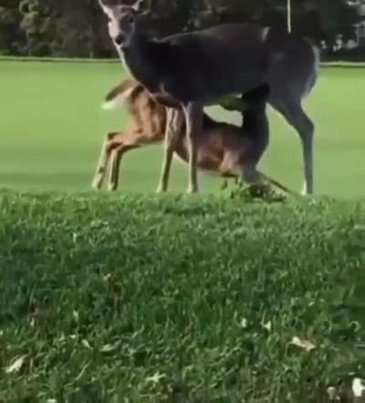 &ldquo;A deer sucking&rdquo;